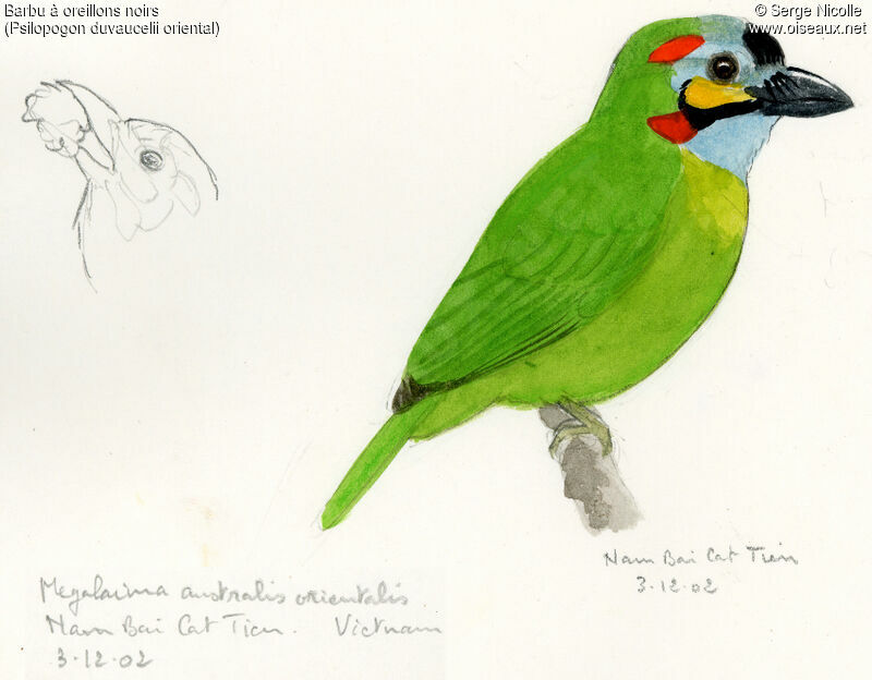 Blue-eared Barbet, identification