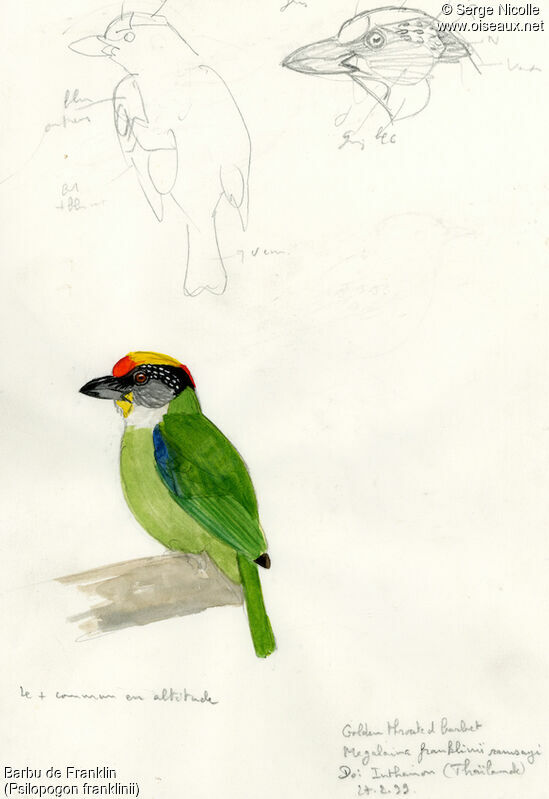 Golden-throated Barbet, identification