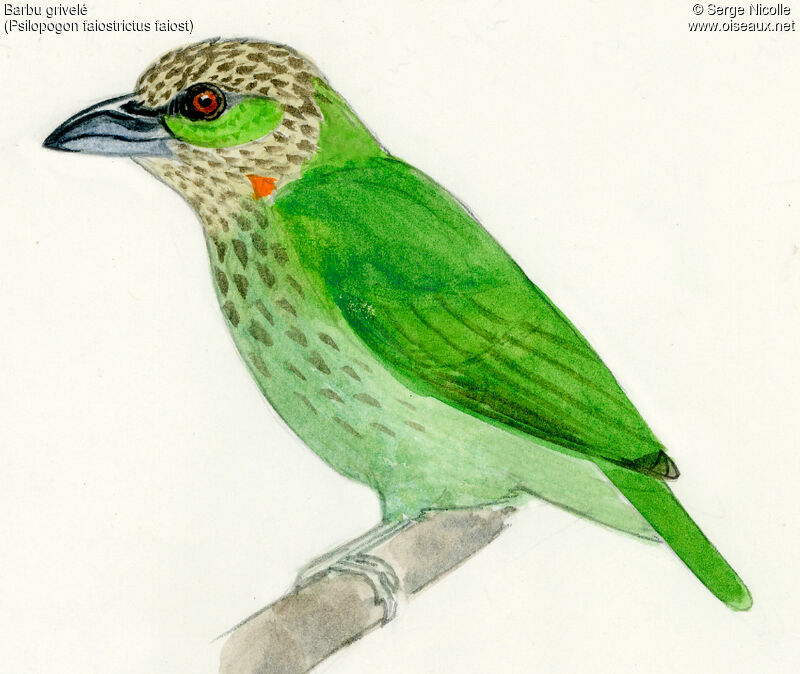 Green-eared Barbet, identification