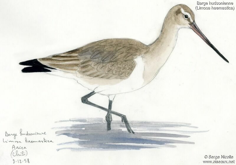 Hudsonian Godwit, identification