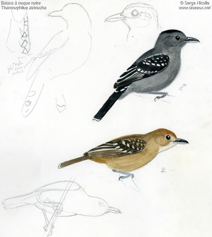 Black-crowned Antshrike , identification