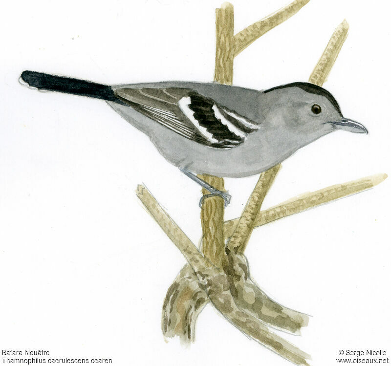 Variable Antshrike male, identification