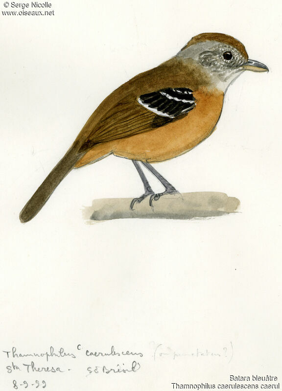 Variable Antshrike, identification