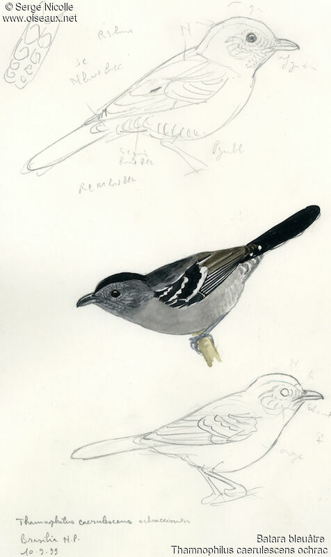 Variable Antshrike, identification