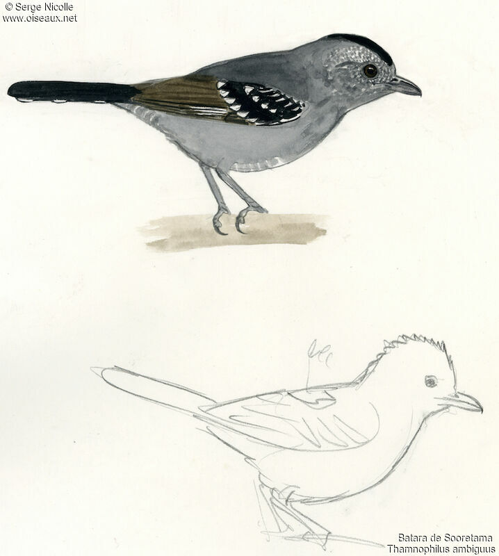 Sooretama Slaty Antshrike, identification