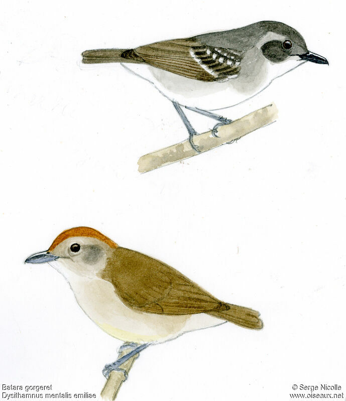 Plain Antvireo , identification