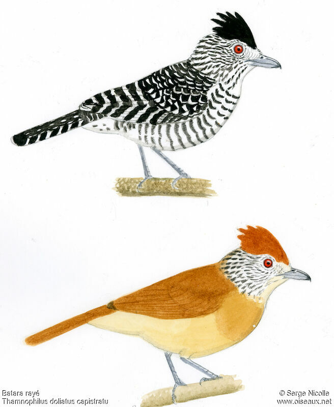 Barred Antshrike , identification