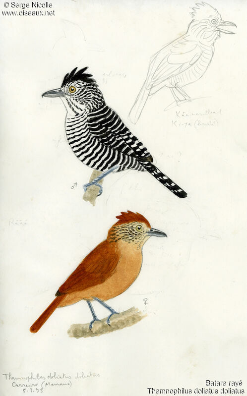 Barred Antshrike , identification