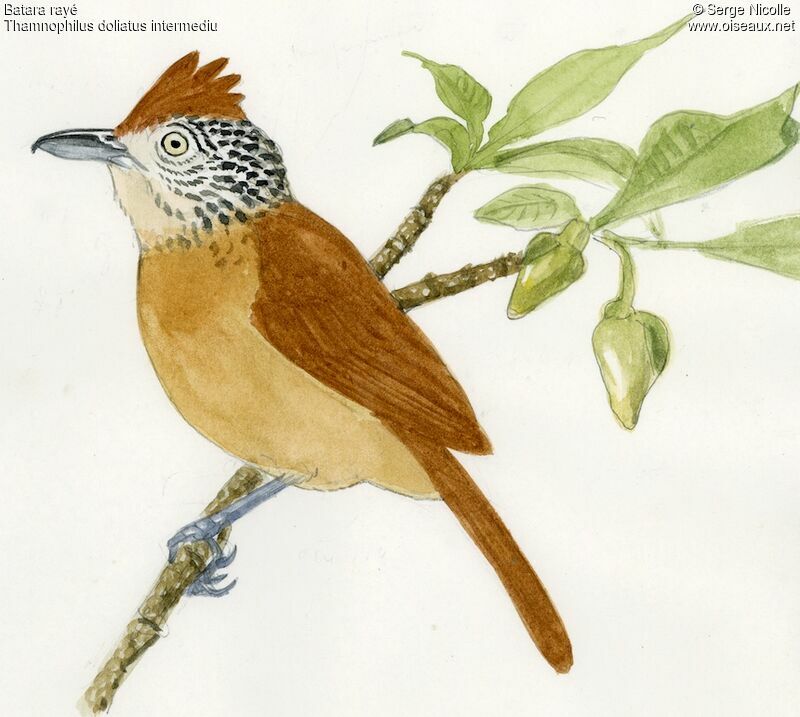 Barred Antshrike female, identification