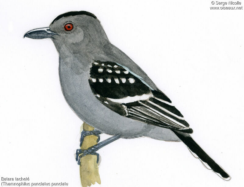 Northern Slaty Antshrike, identification