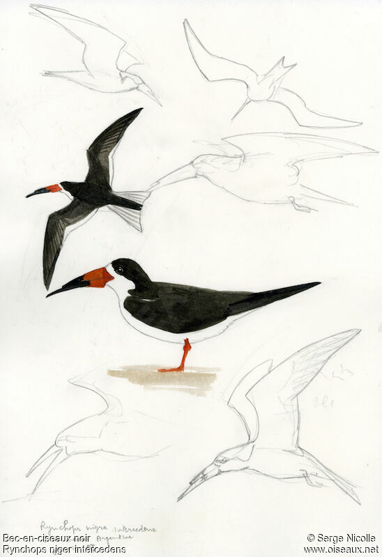 Black Skimmer, identification