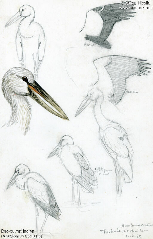 Asian Openbill, identification