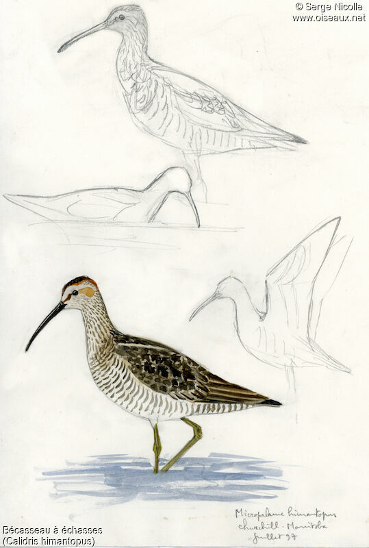 Stilt Sandpiper, identification