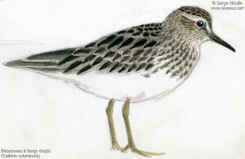 Long-toed Stint, identification