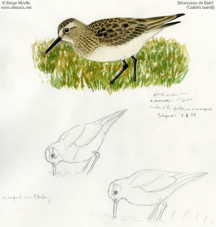 Baird's Sandpiper, identification