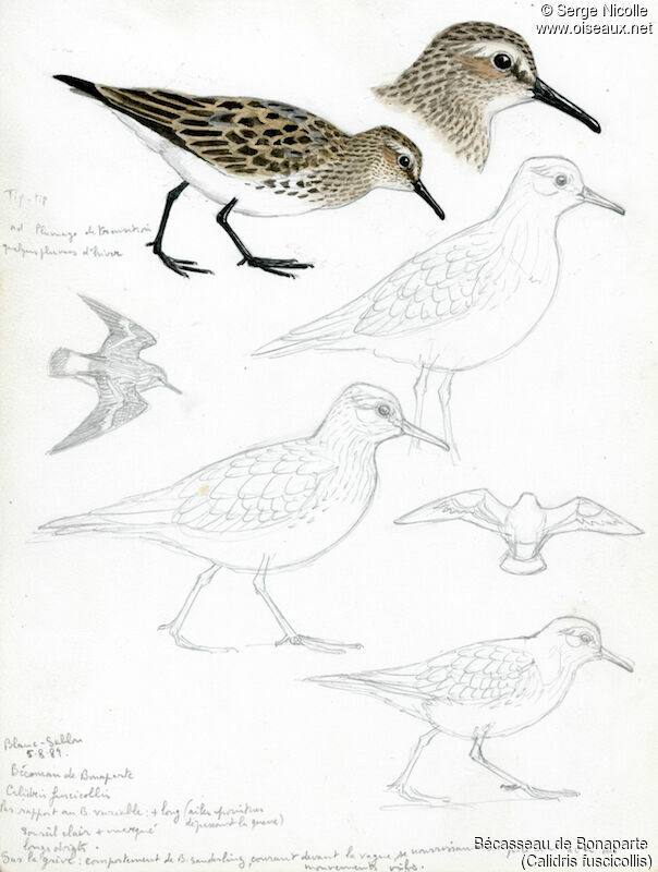 White-rumped Sandpiper, identification