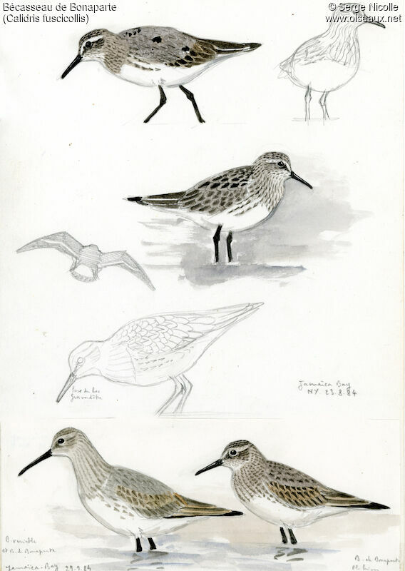 White-rumped Sandpiper, identification