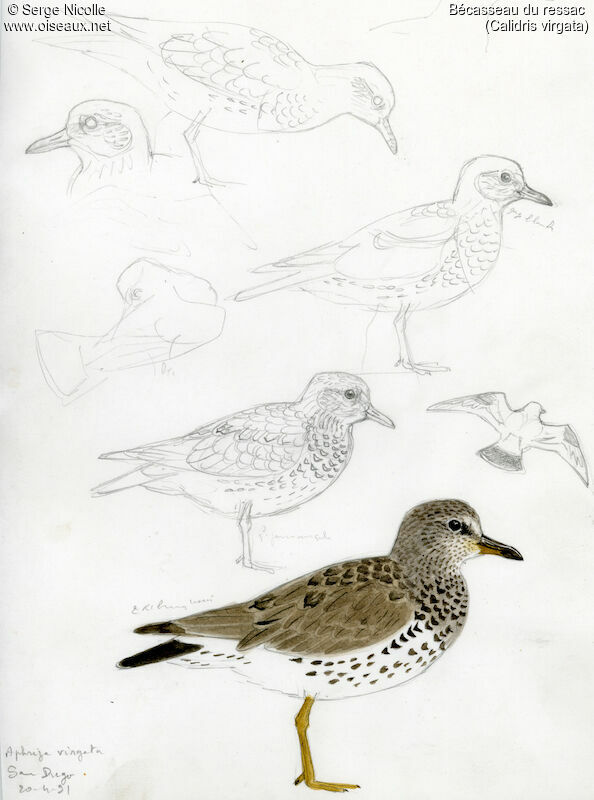 Surfbird, identification