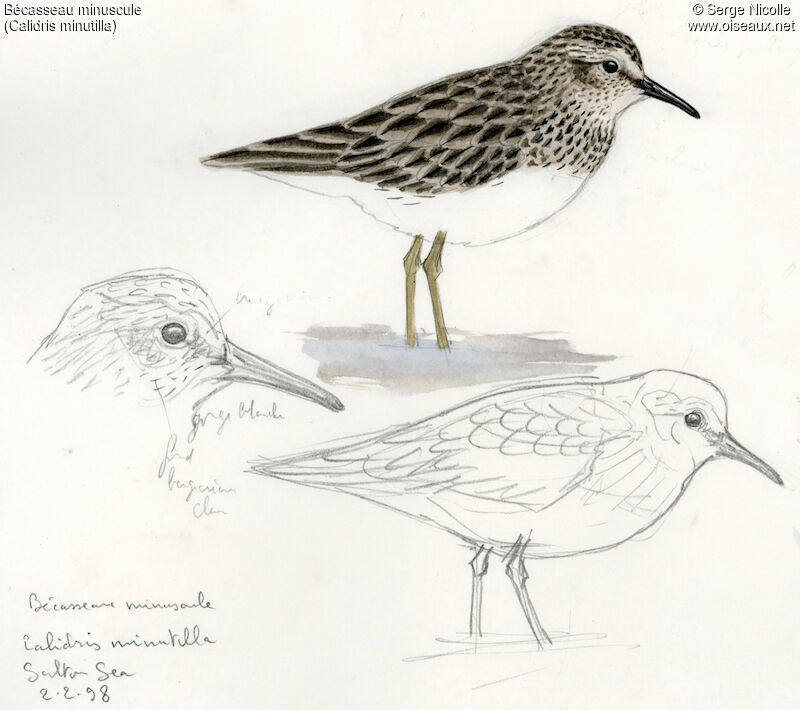 Least Sandpiper, identification