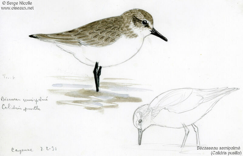 Semipalmated Sandpiper, identification