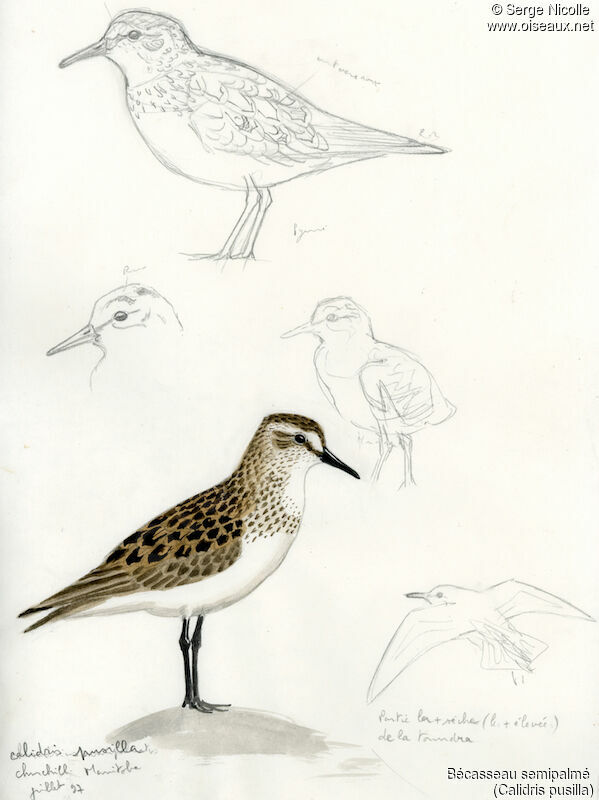 Semipalmated Sandpiper, identification