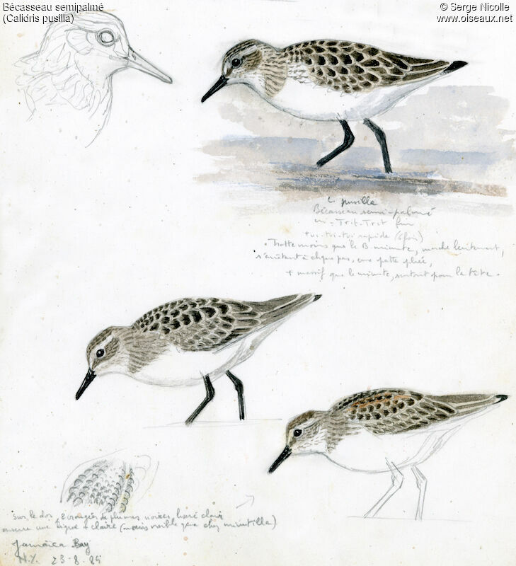 Semipalmated Sandpiper, identification