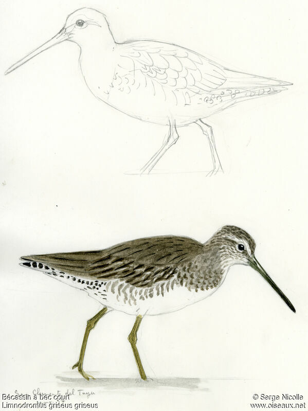 Short-billed Dowitcher, identification