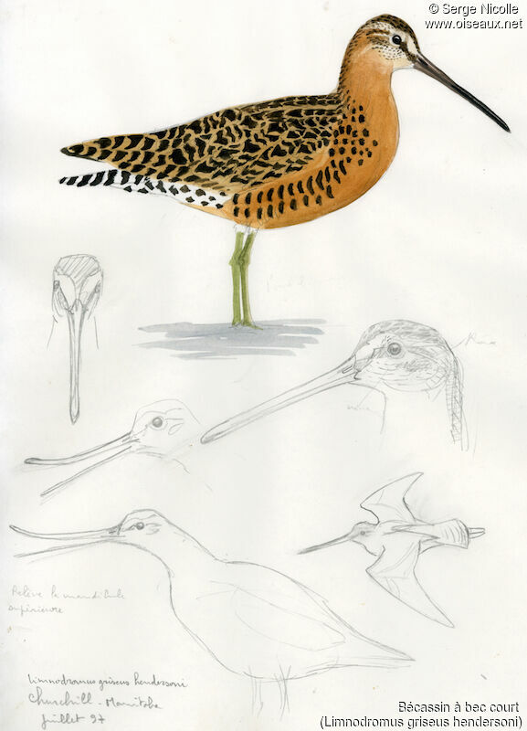 Short-billed Dowitcher, identification