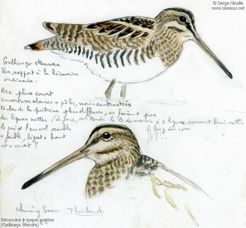 Pin-tailed Snipe, identification