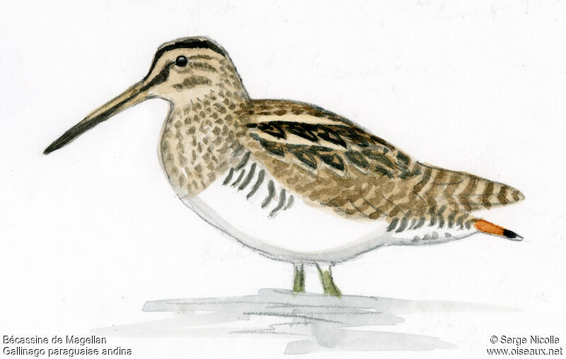 Magellanic Snipe, identification