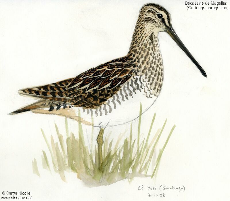 Magellanic Snipe, identification