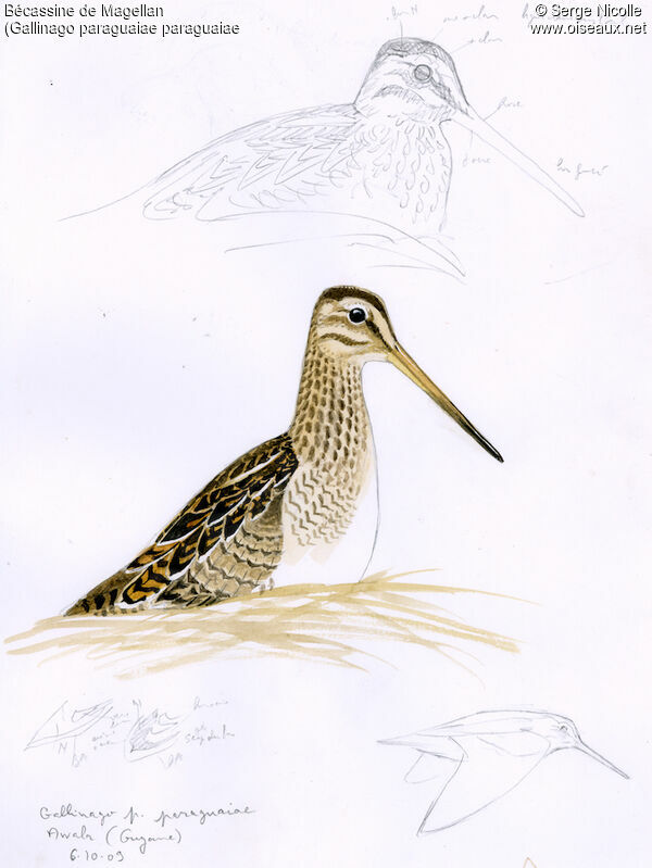 Magellanic Snipe, identification