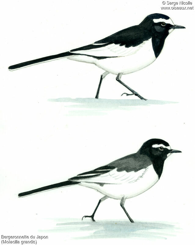 Japanese Wagtailadult, identification