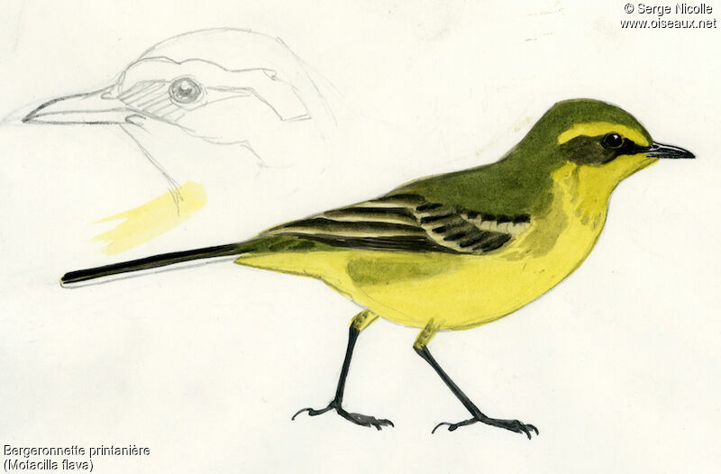 Western Yellow Wagtail, identification