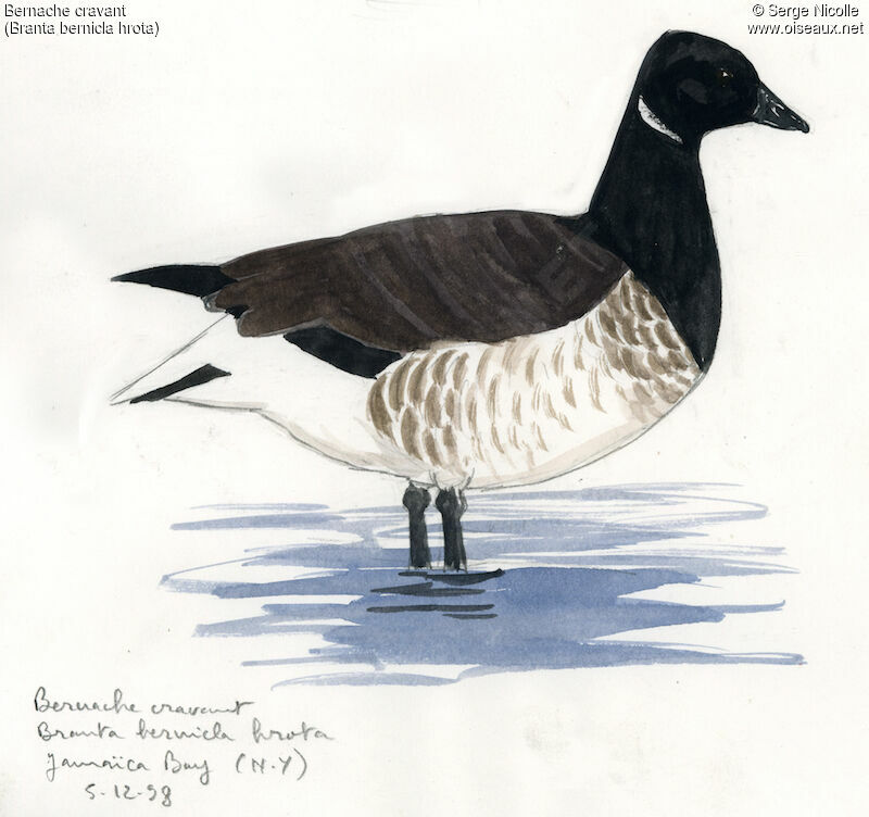 Brant Goose, identification