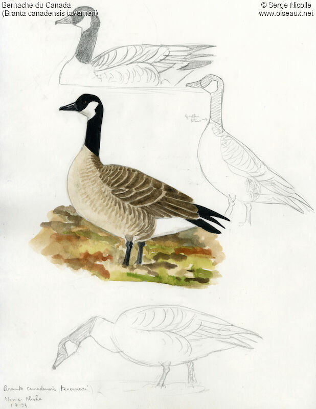 Canada Goose, identification