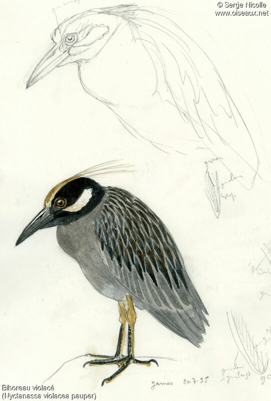 Yellow-crowned Night Heron, identification