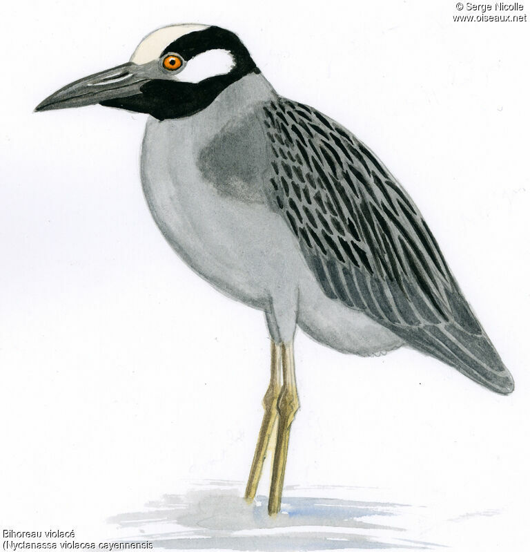 Yellow-crowned Night Heron, identification