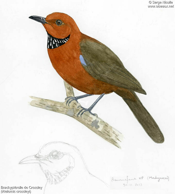 Rufous-headed Ground Rolleradult, identification