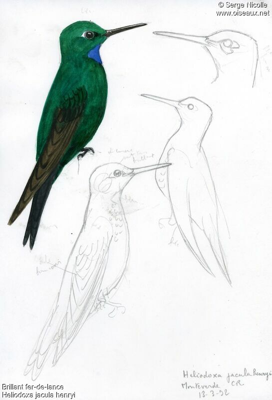 Green-crowned Brilliant, identification