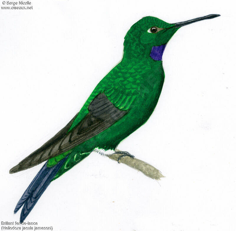 Green-crowned Brilliant male, identification