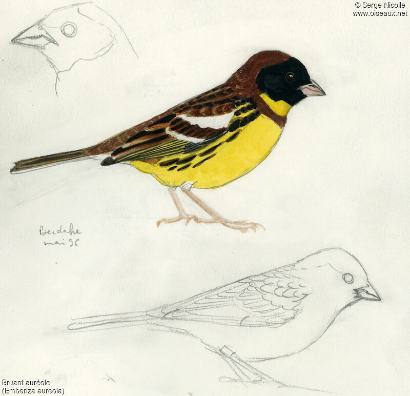 Yellow-breasted Bunting male, identification