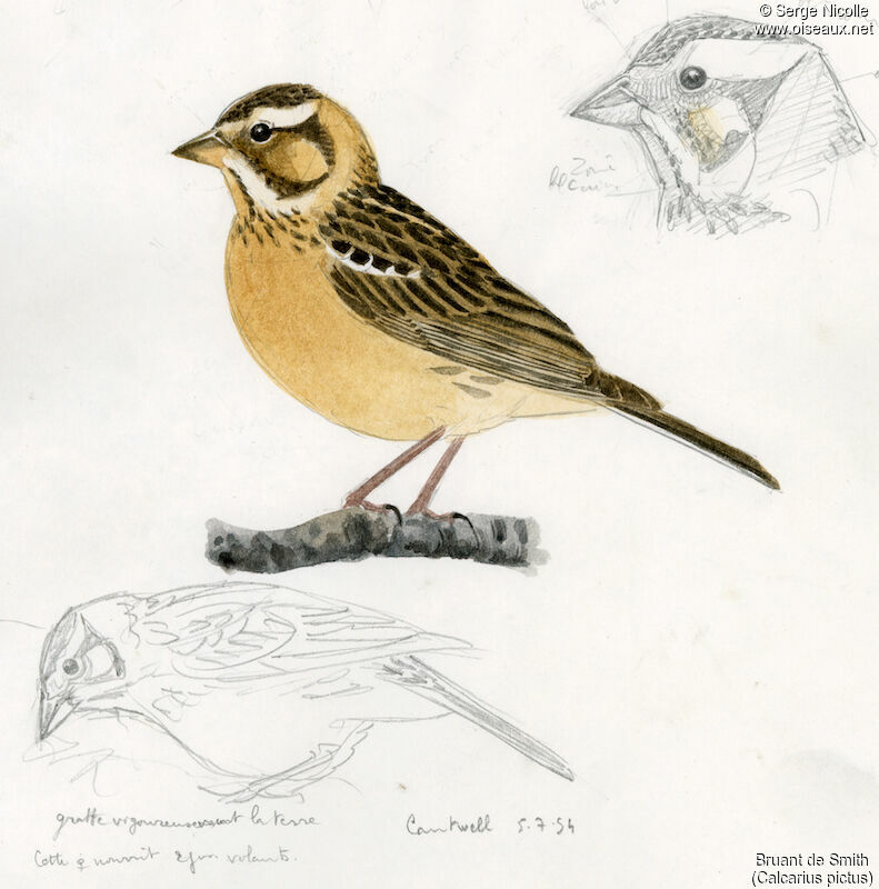 Smith's Longspur female, identification