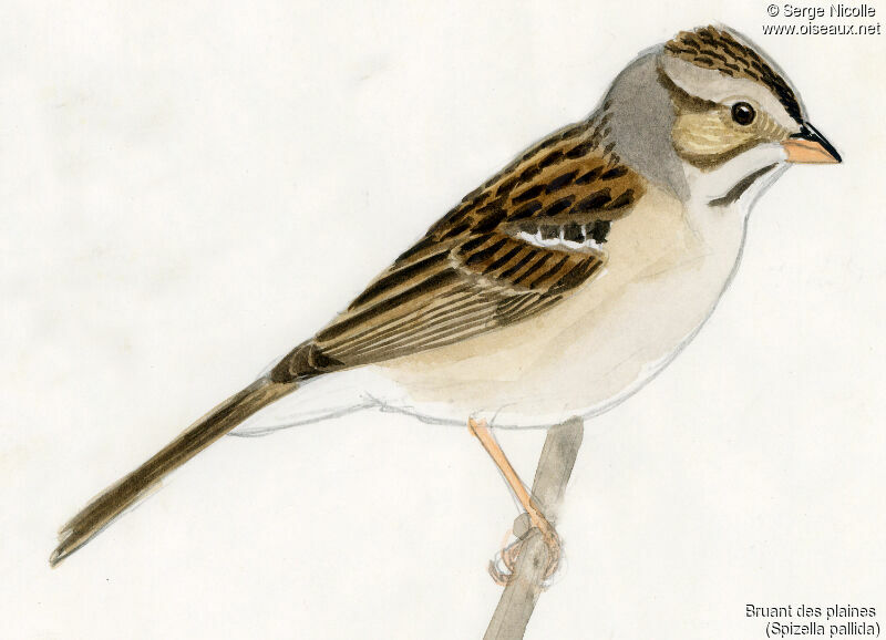 Clay-colored Sparrow, identification