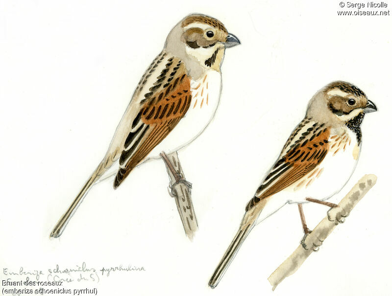 Common Reed Bunting, identification