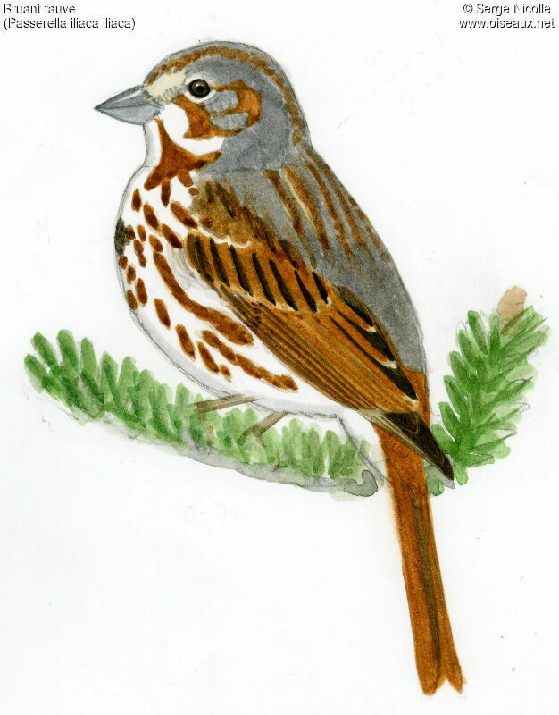 Red Fox Sparrow, identification