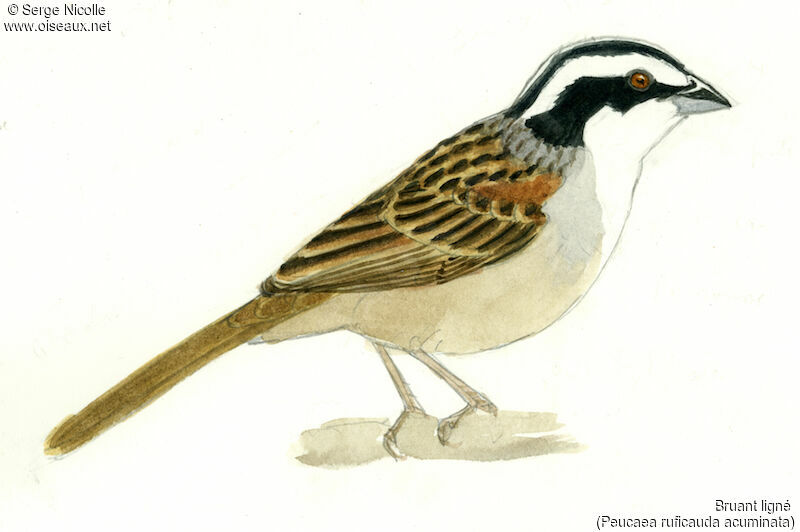 Stripe-headed Sparrow, identification