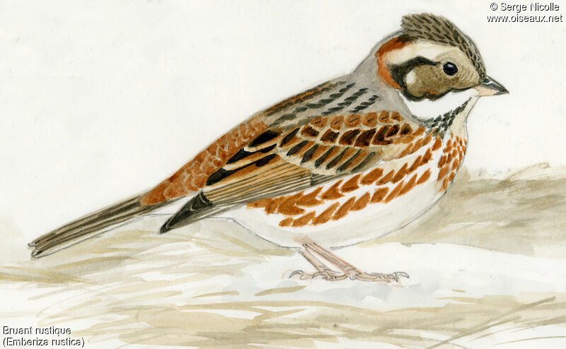 Rustic Bunting, identification