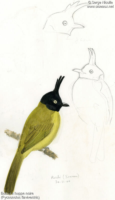 Black-crested Bulbul, identification