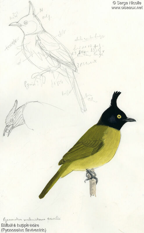 Black-crested Bulbul, identification